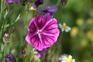 Read more about the article SCHÄRDING. Beim „Naturschutzbund Bezirk Schärding“ fällt Wortteil „Bund“ weg.